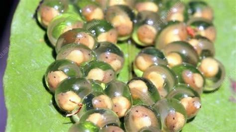 Glass Frog Eggs Stock Video Clip K0041445 Science Photo Library