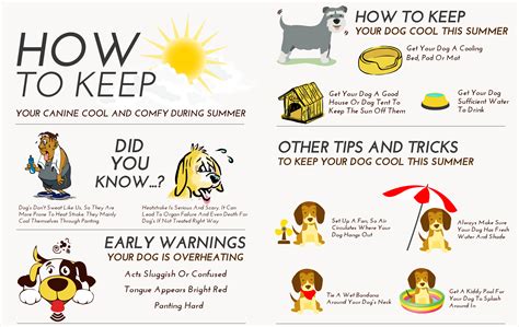 Dogs Can't Beat the Heat in Parked Cars - Willow Pet Hotel