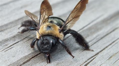 Carpenter Bee Stings Dangerous