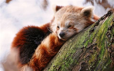 Animals Wildlife Red Panda Hd Wallpapers Desktop And Mobile Images