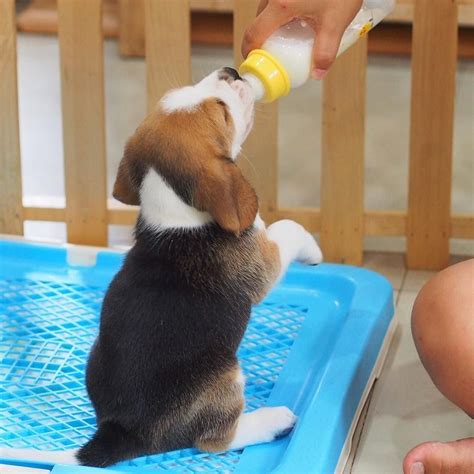 We did not find results for: baby beagle #beagle #beaglepuppy | Baby beagle, Beagle dog, Cute beagles