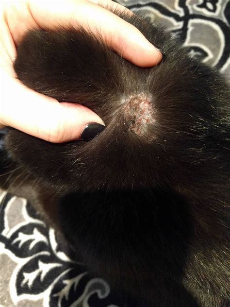 Cat Bald Spot On Head Causes And Ways To Treat It Best Simple
