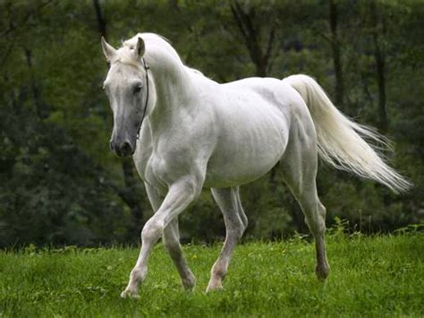 Free 3d Wallpapers Download Horse Wallpapers