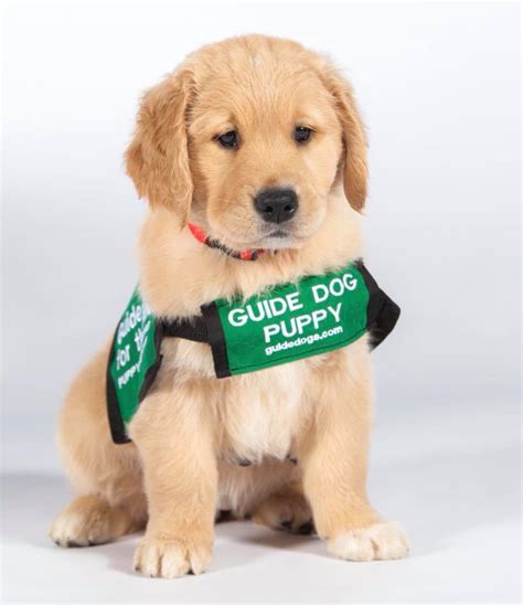 Guide Dogs For The Blind On Twitter Cute Guide Dog Puppies A Thread
