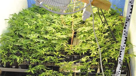 Allgemeines Zum Indoor Hanfanbau Cannabis Anbau Irierebel