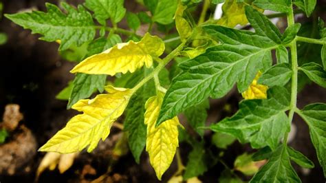 Faced With Yellowing Tomato Leaves Heres Why That Is Happening