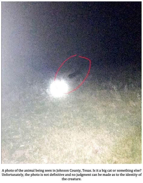 Texas Cryptid Hunter Black Panthers Final Sightings Of 2018 And First