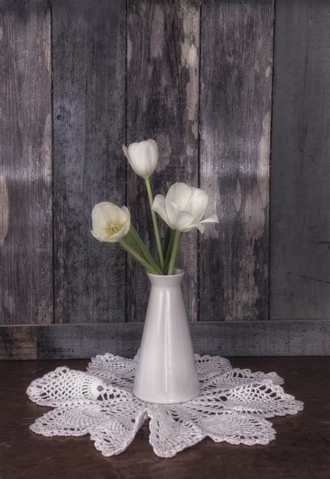 Vintage White Tulip Still Life Photograph By Kim Hojnacki Fine Art America