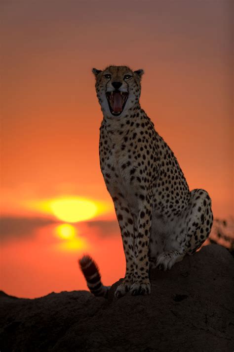 Cheetah Masai Mara Kenya A Cheetah At Sunrise Masai Mara Kenya I