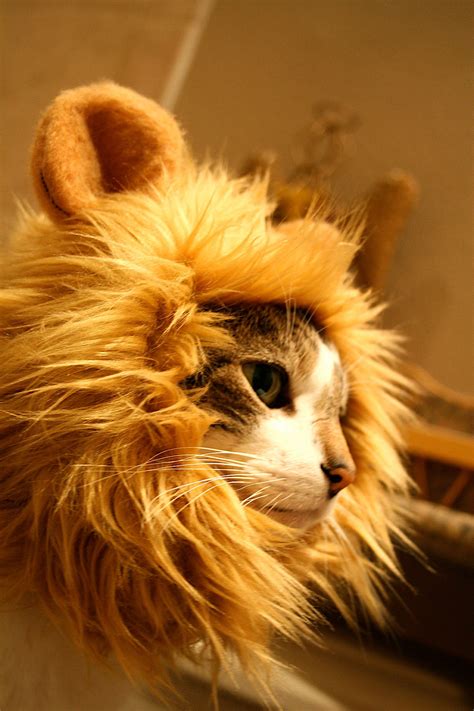 Free delivery on uk orders over £45. Lion's Mane Cat Hat