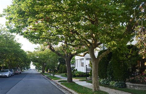 Sustainable Margate Benefits Of Street Trees Not Often Understood