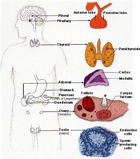 We did not find results for: SISTEM ENDOKRIN: ANATOMI FISIOLOGI SISTEM ENDOKRIN