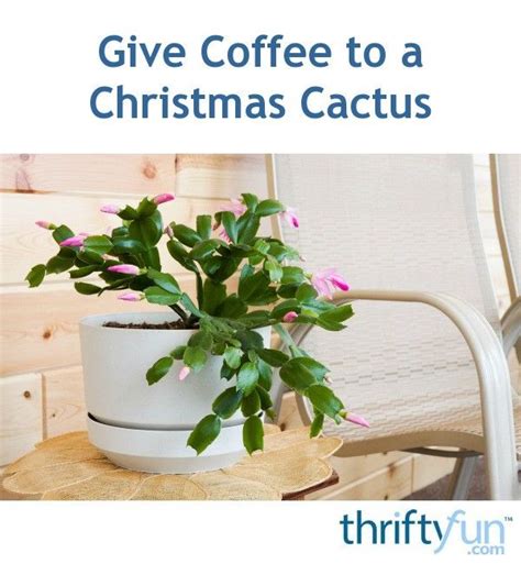 So why do christmas cacti drop their leaves, you ask? Christmas Cactus Keeps Dropping Leaves - CHRISMASTUR