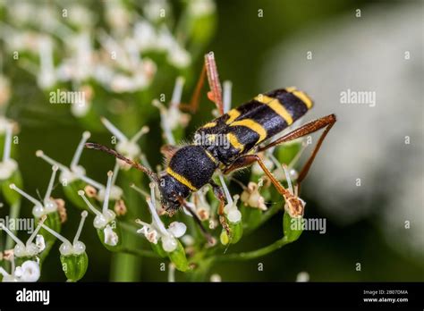 Wasp Beetle Clytus Arietis Sits On An Inflorescence Germany Stock