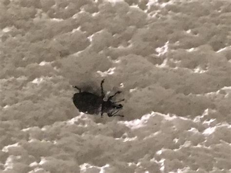 These Guys Keep Popping Up All Over My House I Live In Southern