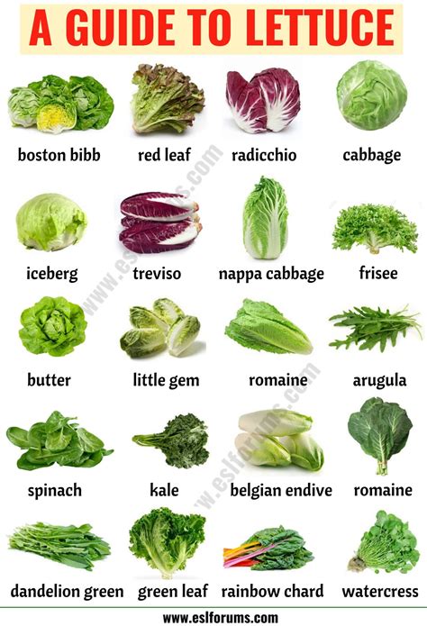 Types Of Lettuce 21 Different Lettuce Types With Esl Picture Esl Forums