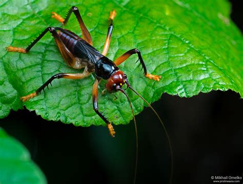 Photo Of A Bornean Leaf Rolling Cricket Gryllacrididae By Mikhail