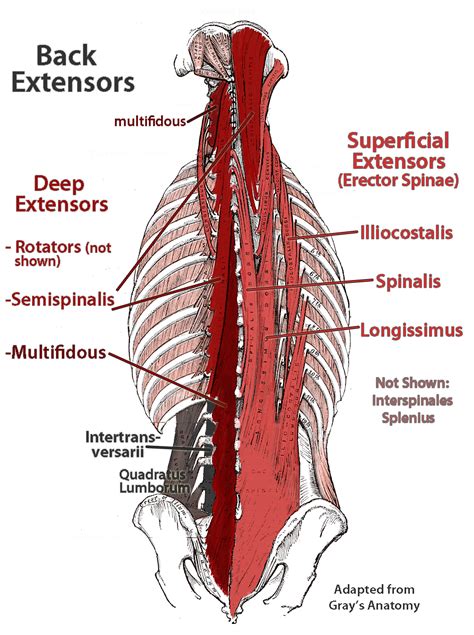 Deep Muscles Of Lower Back Biological Science Picture Directory