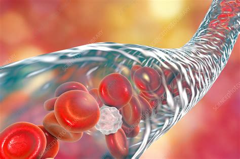 Blood Vessel With Blood Cells Illustration Stock Image F0173814