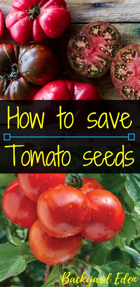 How To Save Tomato Seed Backyard Eden