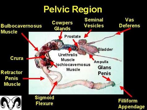 GlÁndulas Accesorias Y Pene En Los Machos
