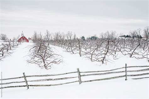 New Hampshire Apple Farm In Winter Del Colaborador De Stocksy