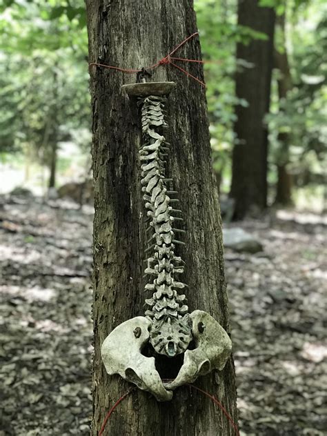 I Know Its A Spine But Is It Human Found In The Woods R