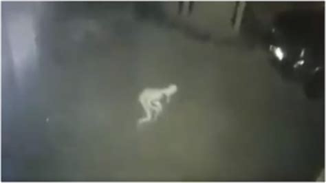 Spooky Pale Creature Spotted On Camera In Us Viral Video Sparks Wild