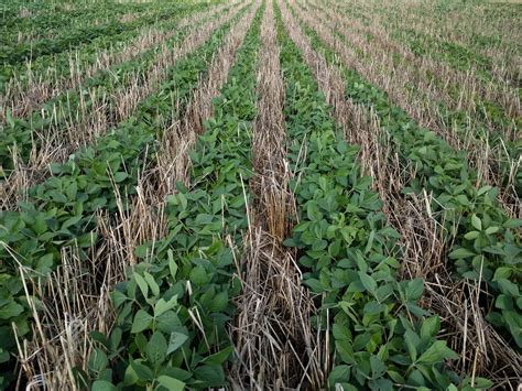 How To Best Implement Cover Crops To Ensure Your Farms Future Agdaily