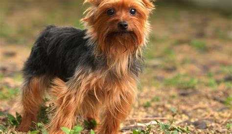20 Small Dog Breeds That Are The Cutest Creatures On The Planet ~ Most