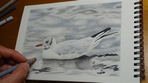 Drawing A Seagull With Colored Pencils Youtube