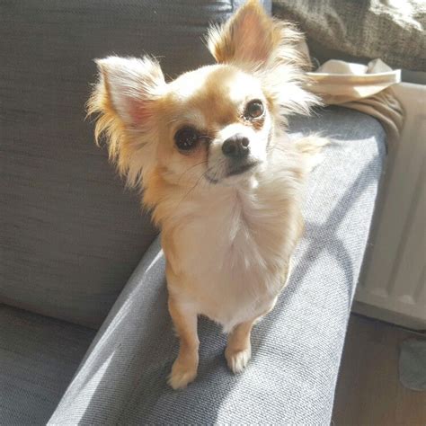 A este precioso chihuahua chocolate le encanta jugar.su nombre es dubidu. Long haired fawn and cream Chihuahua Peaches | Cute ...