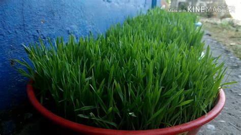 Green juicy lawn, it's time to cut. जमराको महत्व र जुस बनाउन तरिका । Preparation and Importance of Wheat & Barley Grass Juice ...
