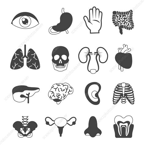 Human Organ Icons Illustration Stock Image F0198289 Science