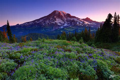 M247 Sunrise Wildflowers And Mt Rainier Washington Randall J Hodges