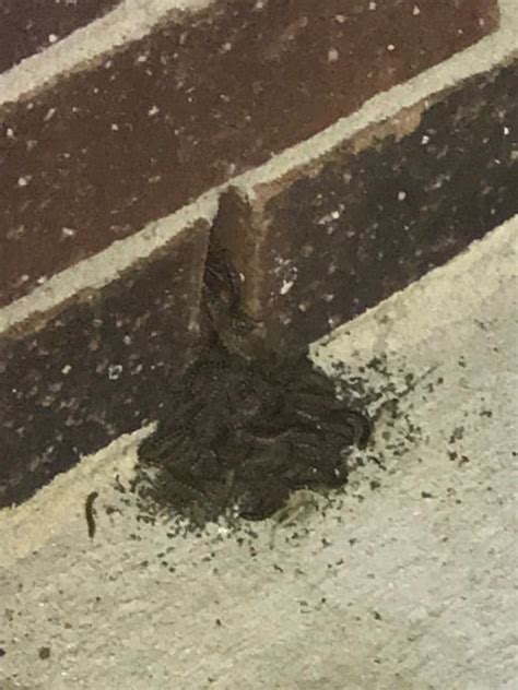 We have extensive experience in eliminating termites, ants, bed bugs and more. Kingwood Millipede Invasion - FullScope Pest Control