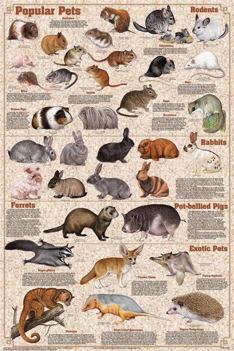 Popular Mammal Pets Educational Poster 24x36