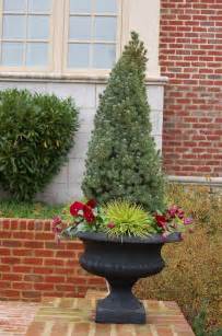 Dwarf Alberta Spruce In Container Front Portch Outdoor