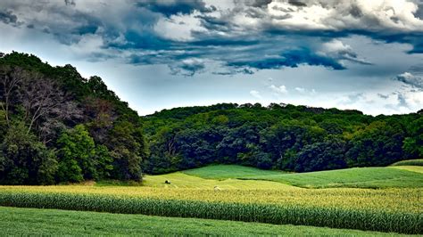 X Corn Field Trees Grass P Laptop Full Hd Wallpaper Hd