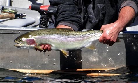 Rainbow Trout Strains Stocked In Bc Fly Fishing Still Water Lakes