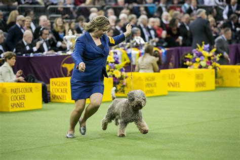 28 Adorable Photos From The Westminster Dog Show Competition