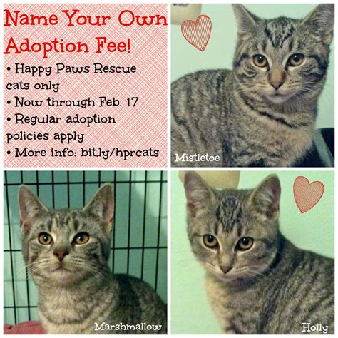 See a list of seven places to get free kittens, and learn about the hidden price tag. Name Your Own Adoption Fee for Cats
