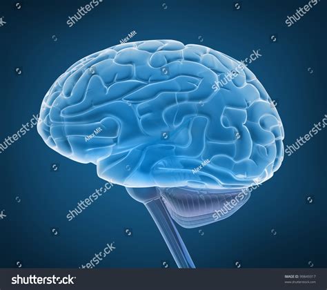 Human Brain Spinal Cord Xray View Stock Illustration 99849317