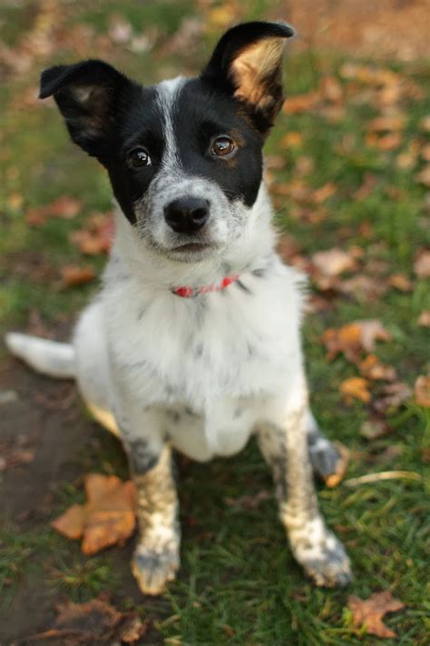 Australian cattle dogs are great pets for anyone who shares their intelligence and high energy. Chief - Australian Cattle Dog mix