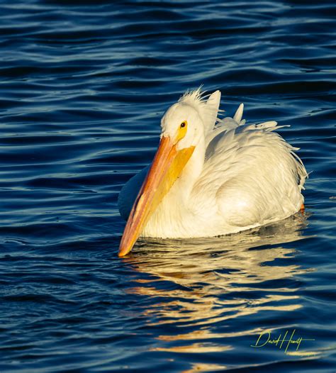 American White Pelican 7723 David Hewett Flickr