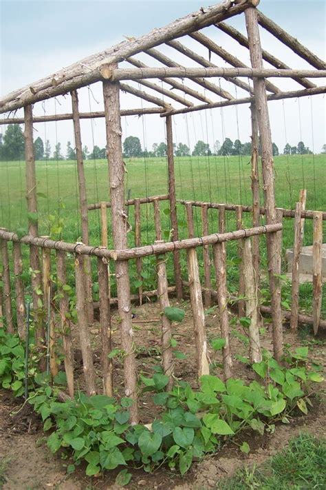 The runner bean (phaseolus coccineus) is a kind of bean commonly grown in gardens. An awesome hut frame for runner beans to grow over - Leaf ...