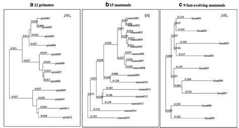 Phylogenetic Trees Used For Simulated Dna Sequence Evolution A The