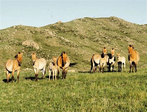 Travel Mongolia Spot Takhi Wild Horse Travel Around The World