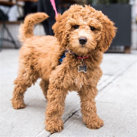 Most goldendoodles are the result of breeding poodles and golden retrievers, and t. Rory, Miniature Goldendoodle (3 m/o), Kenmare & Cleveland ...