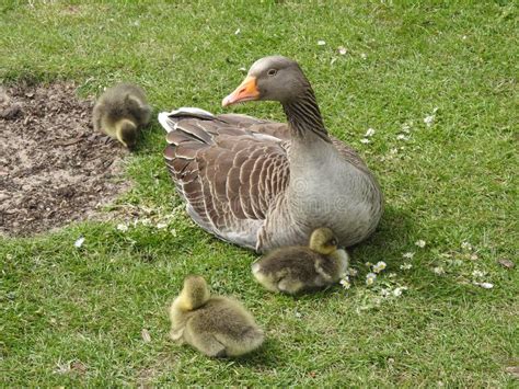Mother Duck Is Protecting Her Little Baby Ducklings Stock Photo